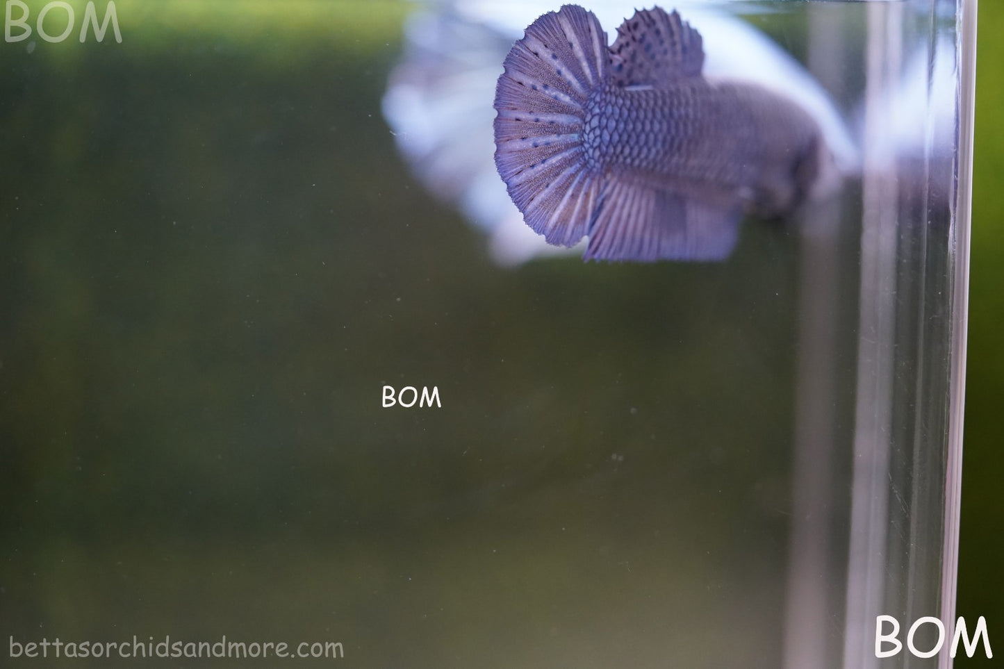 LIVE BETTA GIANT FEMALE BLUE SERIES | BOM-A308