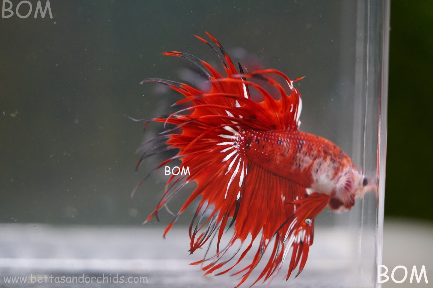 LIVE BETTA MALE CROWN FANTASTIC REDS KOI : Unique Fish | BOM-A303