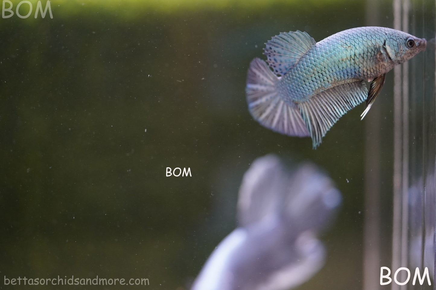 LIVE BETTA GIANT FEMALE BLUE SERIES | BOM-A314