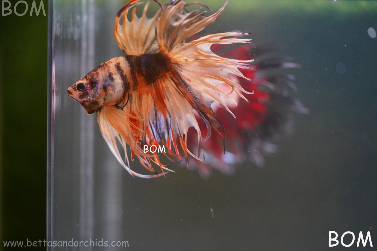 LIVE BETTA MALE CROWN JELLY YELLOW : Unique Fish | BOM-A301