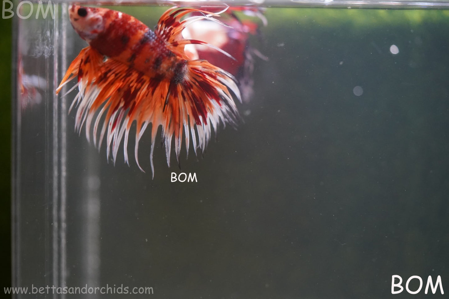 LIVE BETTA MALE CROWN LEOPARDS FIREWORKS : Unique Fish | BOM-A298