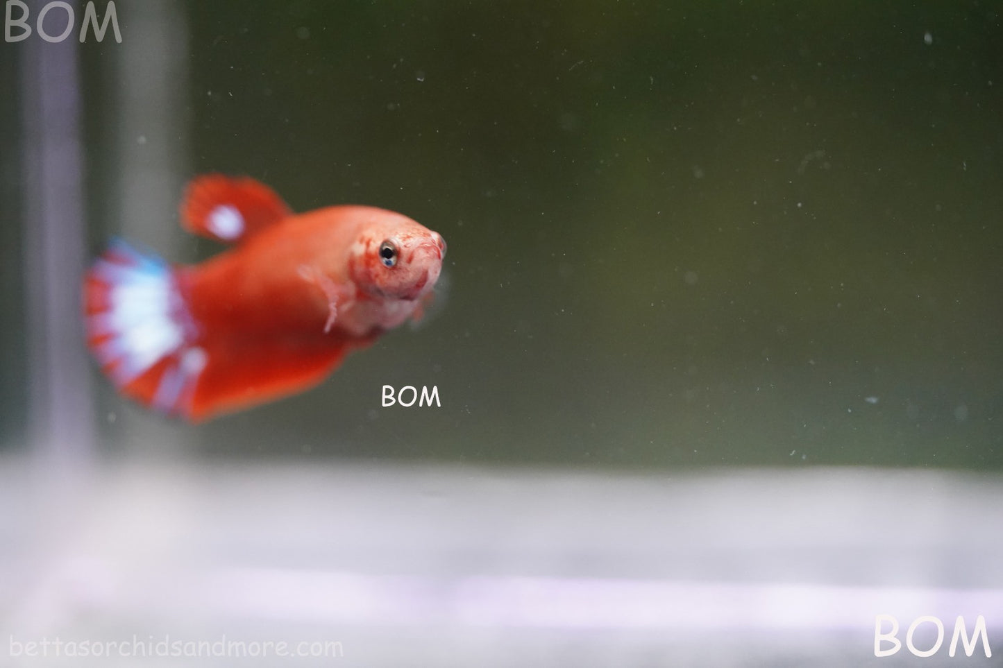 PREMIUM FEMALE HELLBOY HMPK BETTA Fish:Live HMPK | BOM-A276