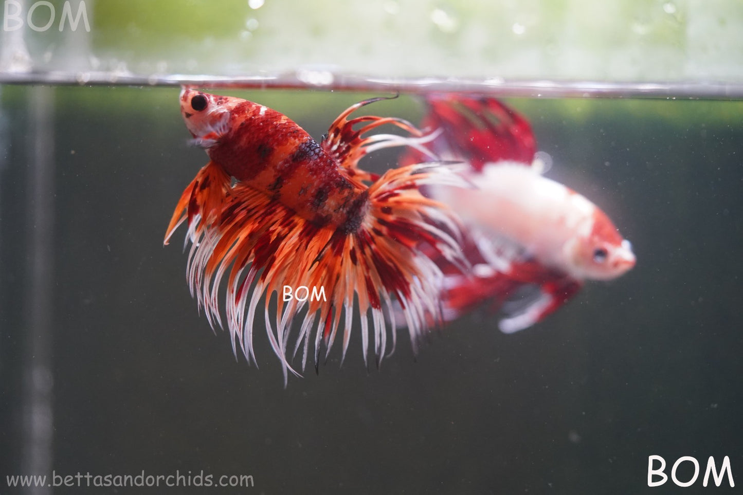 LIVE BETTA MALE CROWN LEOPARDS FIREWORKS : Unique Fish | BOM-A298