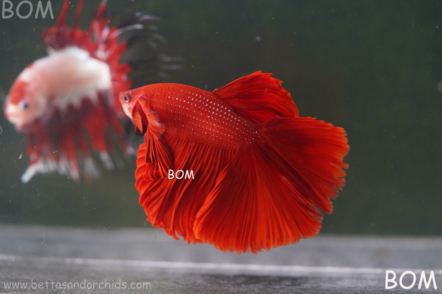 LIVE BETTA MALE KING RED ROSE TAIL : Unique Fish | BOM-A294