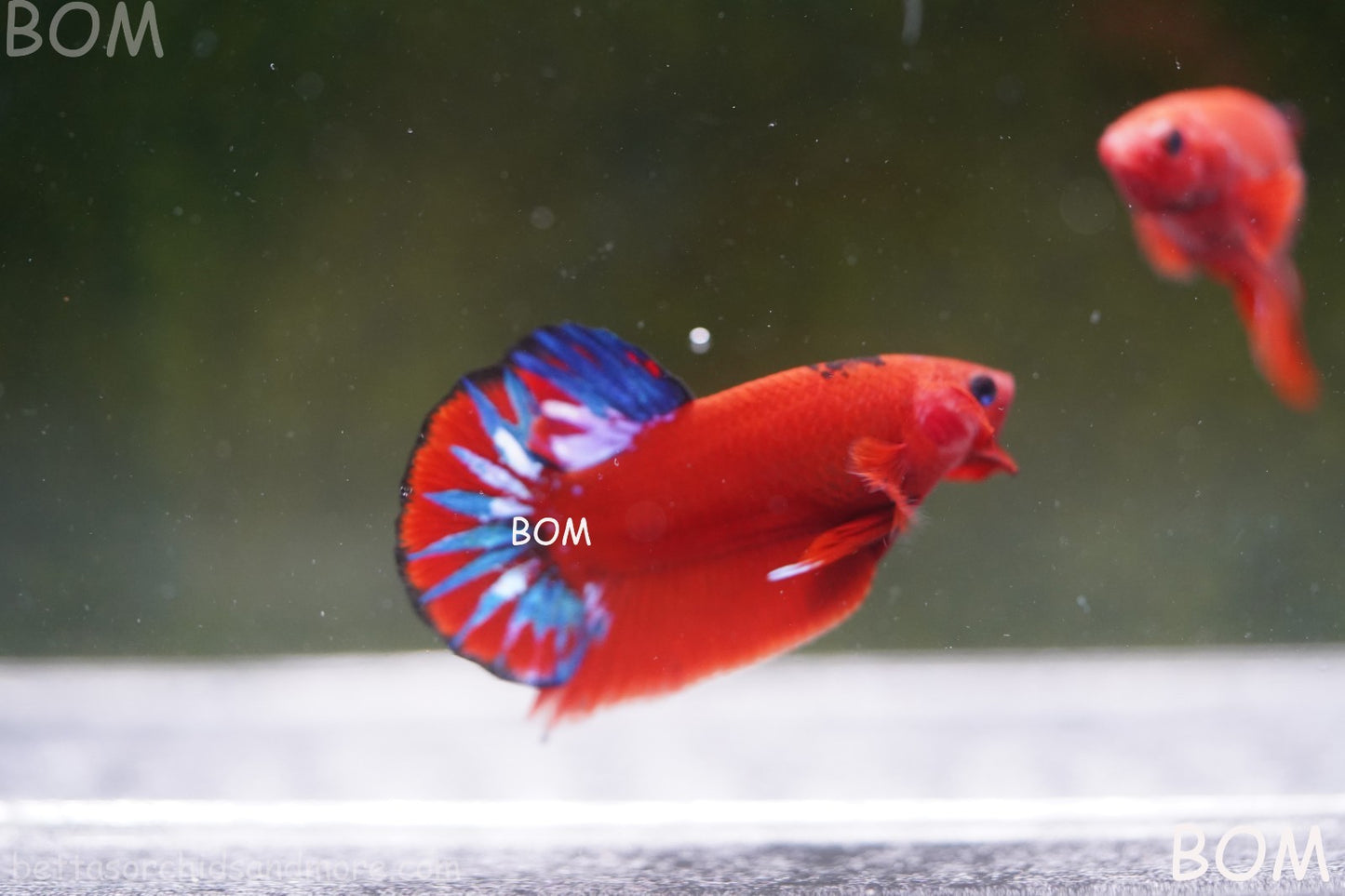PREMIUM MALE HELLBOY HMPK BETTA Fish:Live HMPK | BOM-A273