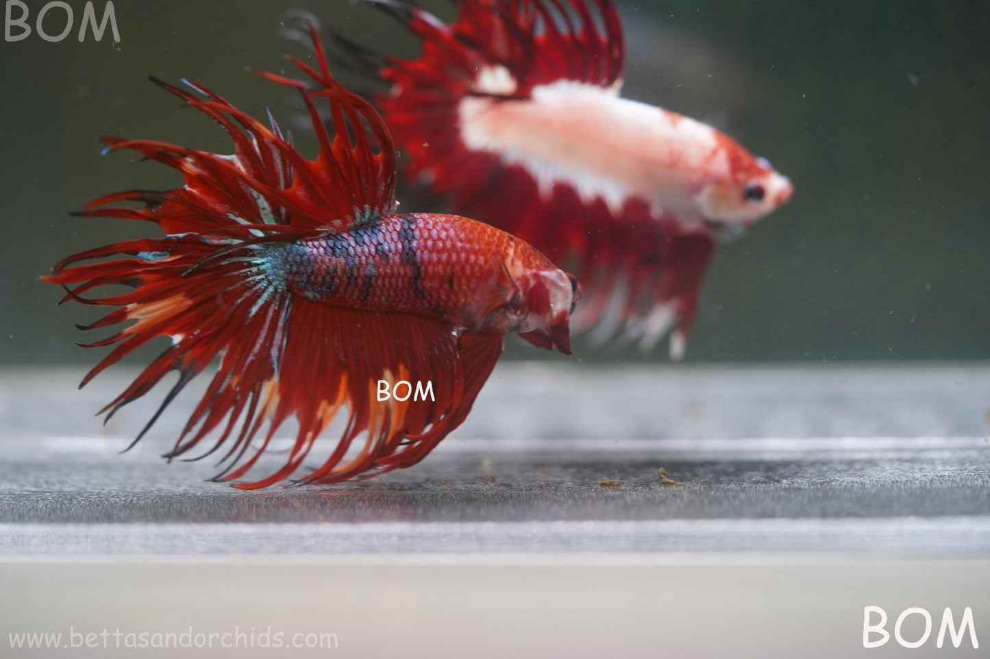 LIVE BETTA MALE CROWN NEMO REDS : Unique Fish | BOM-A302