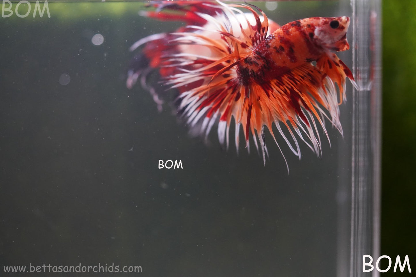 LIVE BETTA MALE CROWN LEOPARDS FIREWORKS : Unique Fish | BOM-A298