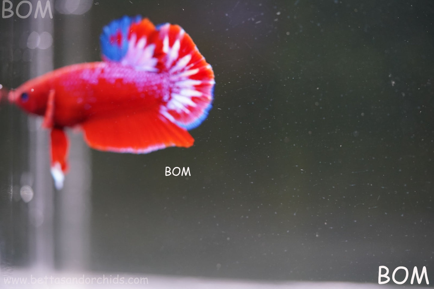 PREMIUM MALE HELLBOY HMPK BETTA Fish:Live HMPK | BOM-A270