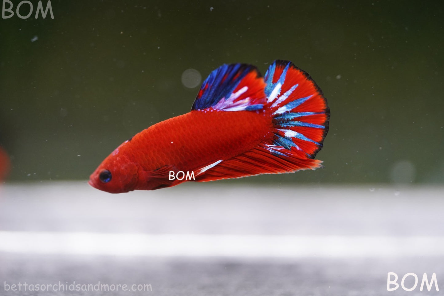 PREMIUM MALE HELLBOY HMPK BETTA Fish:Live HMPK | BOM-A273