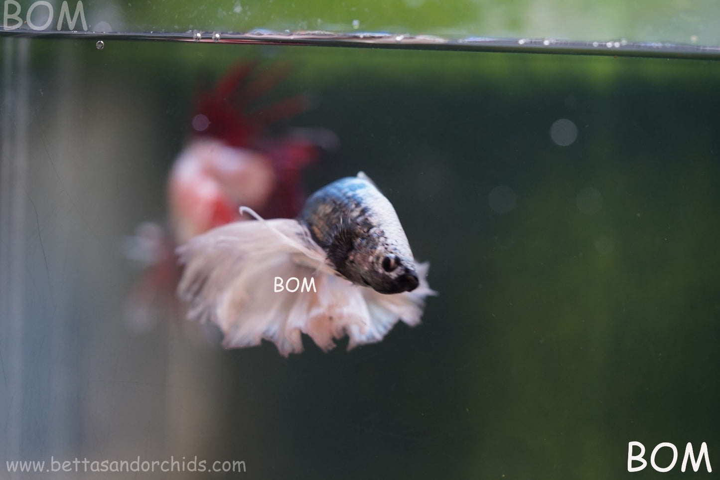 LIVE BETTA MALE DRAGONS SILVER BUTTERFLY : Unique Fish | BOM-A293