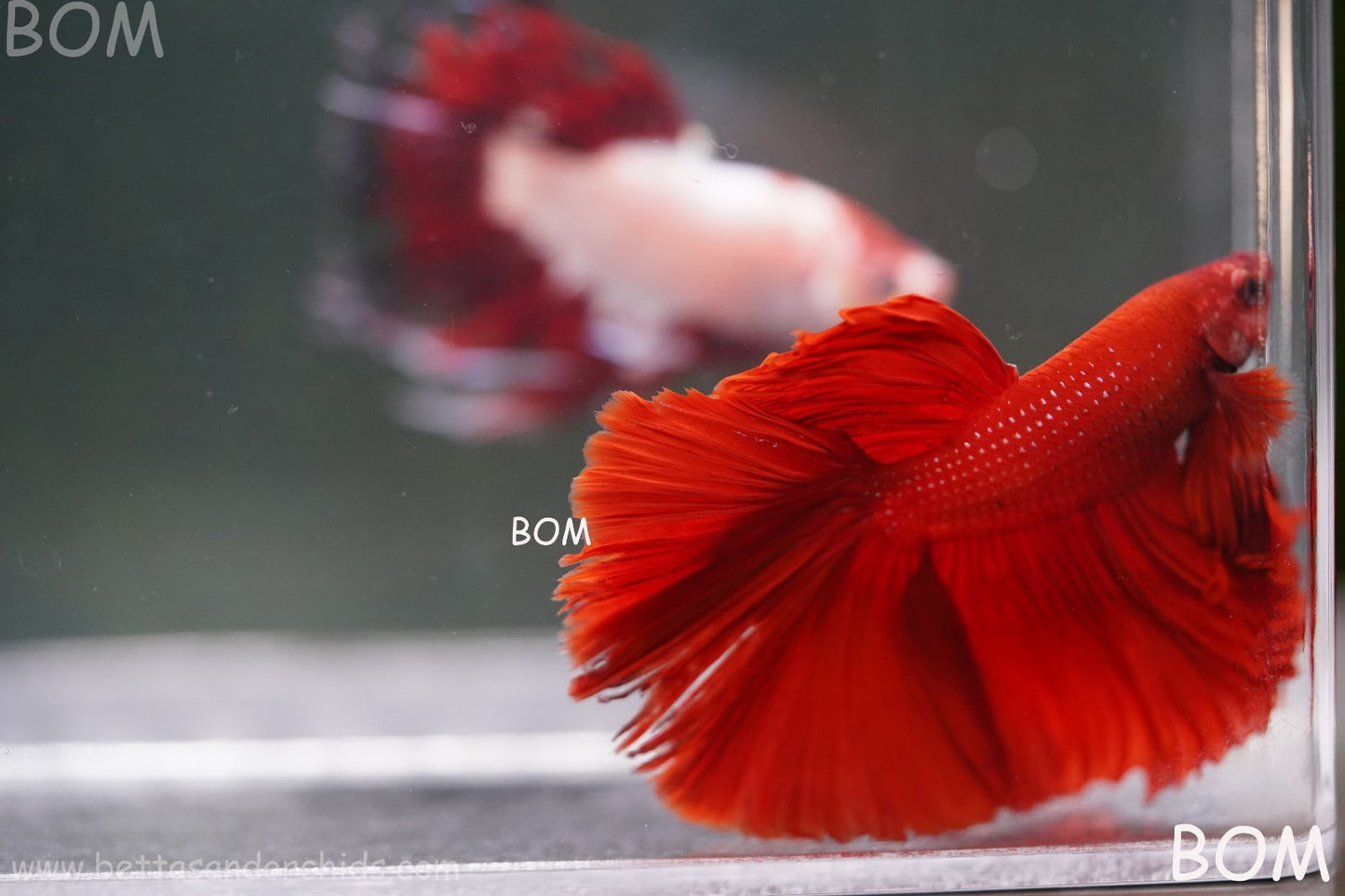 LIVE BETTA MALE KING RED ROSE TAIL : Unique Fish | BOM-A294