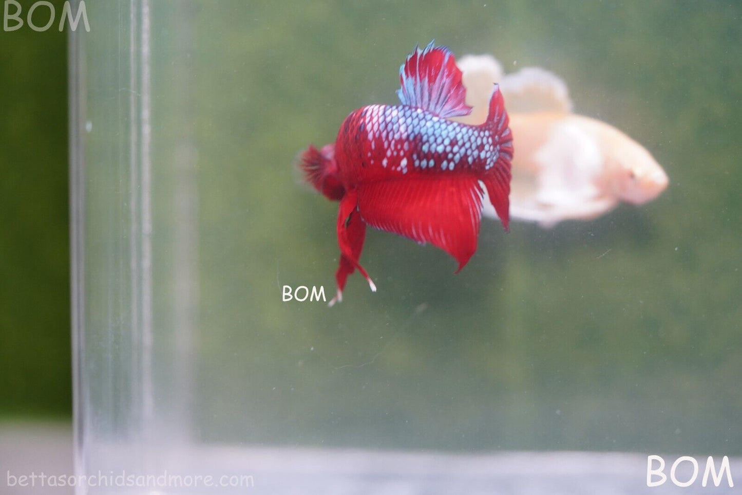 LIVE BETTA HMPK MALE FANCY RED | BOM-A177