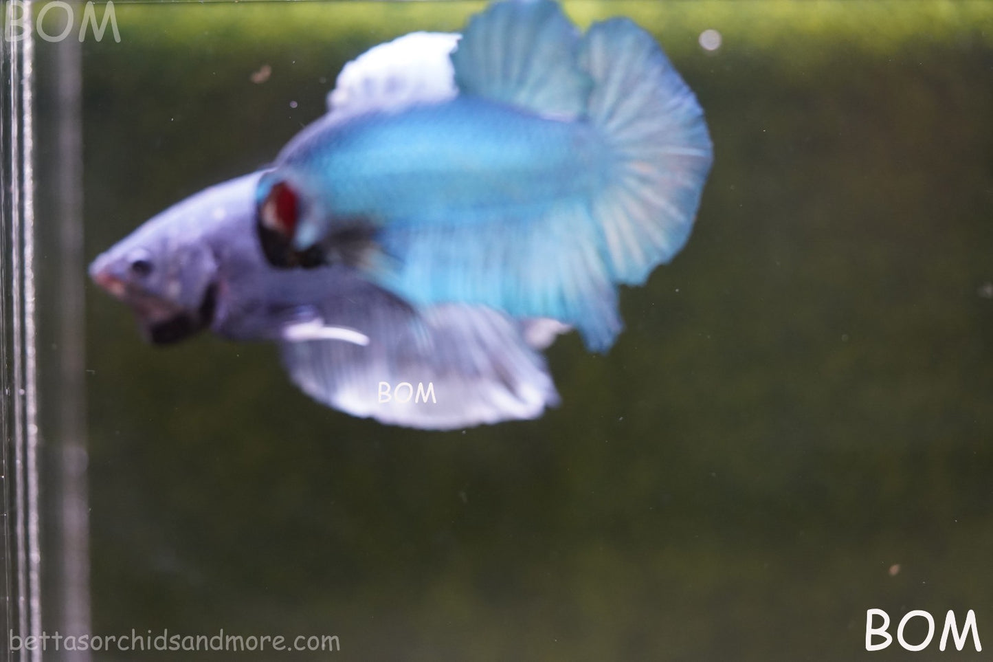 Betta Plakat GIANT MALE BLUE SERIES 5 CM BO | BOM-A307