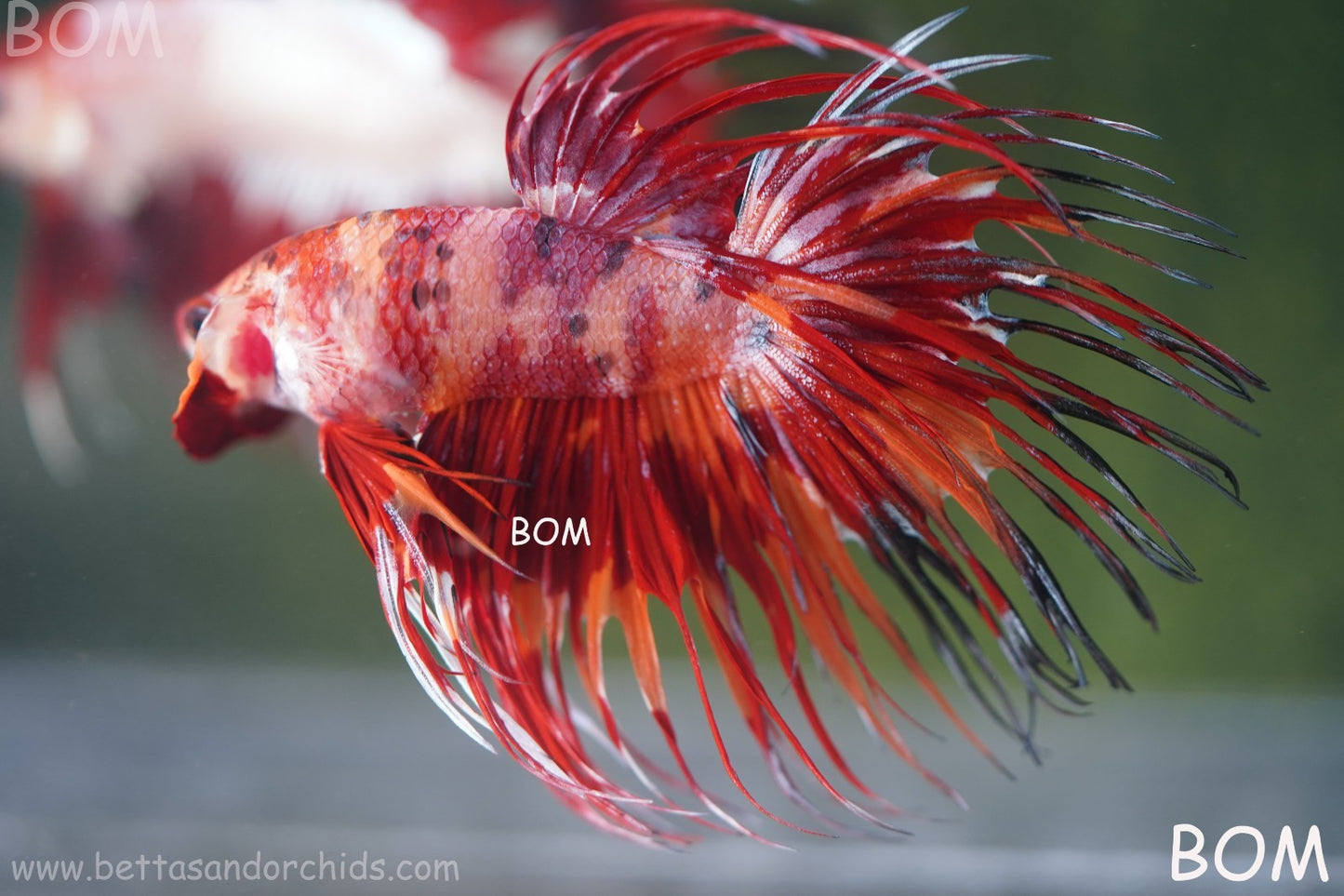 LIVE BETTA MALE CROWN FIREWORKS RED : Unique Fish | BOM-A292