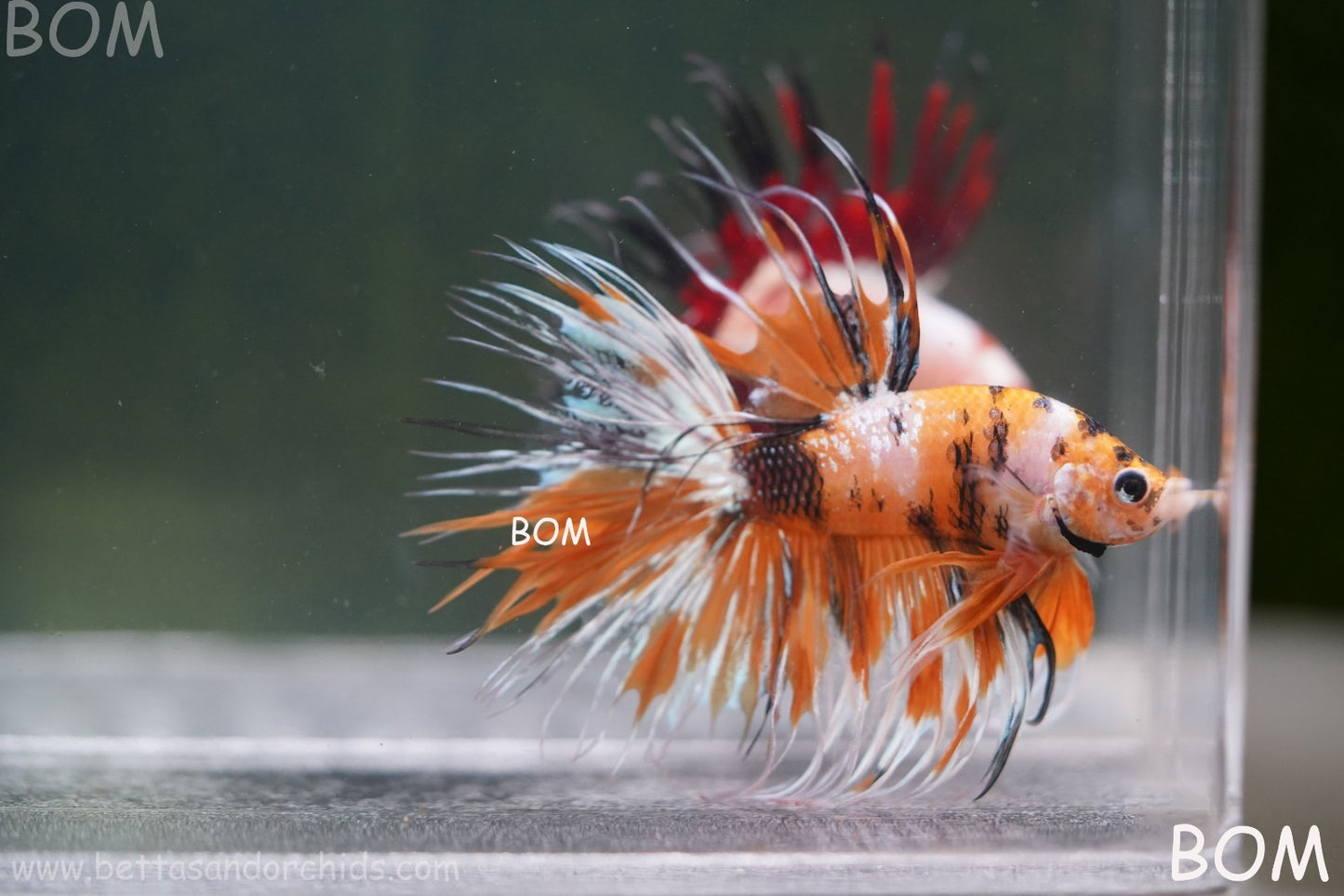 LIVE BETTA MALE CROWN LEOPARDS : Unique Fish | BOM-A296