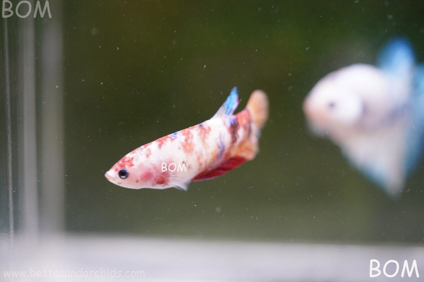 LIVE BETTTA BIG FEMALE MULTICOLOUR HMPK | BOM-A118