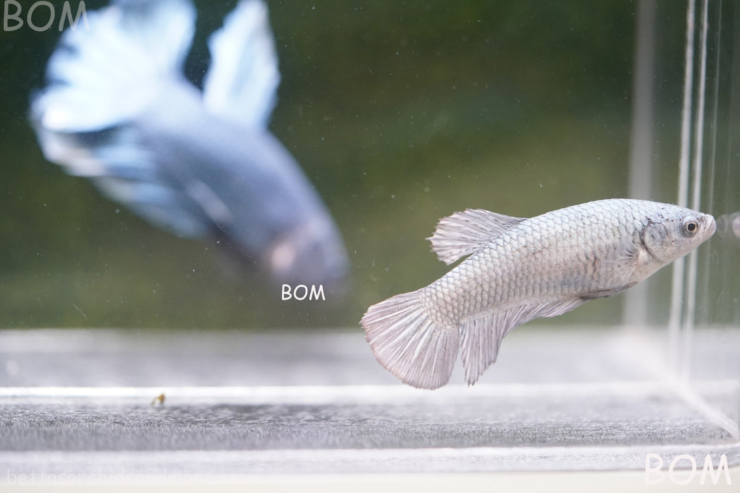 LIVE BETTA JUNIOR GIANT FEMALE COPPER | BOM-A317