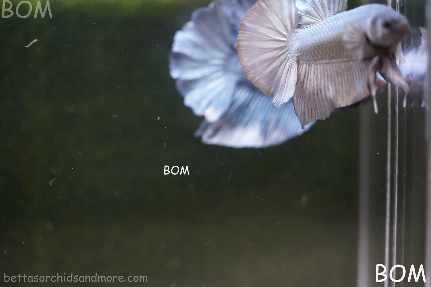 LIVE BETTA GIANT MALE COPPER 5 CM BO | BOM-A315