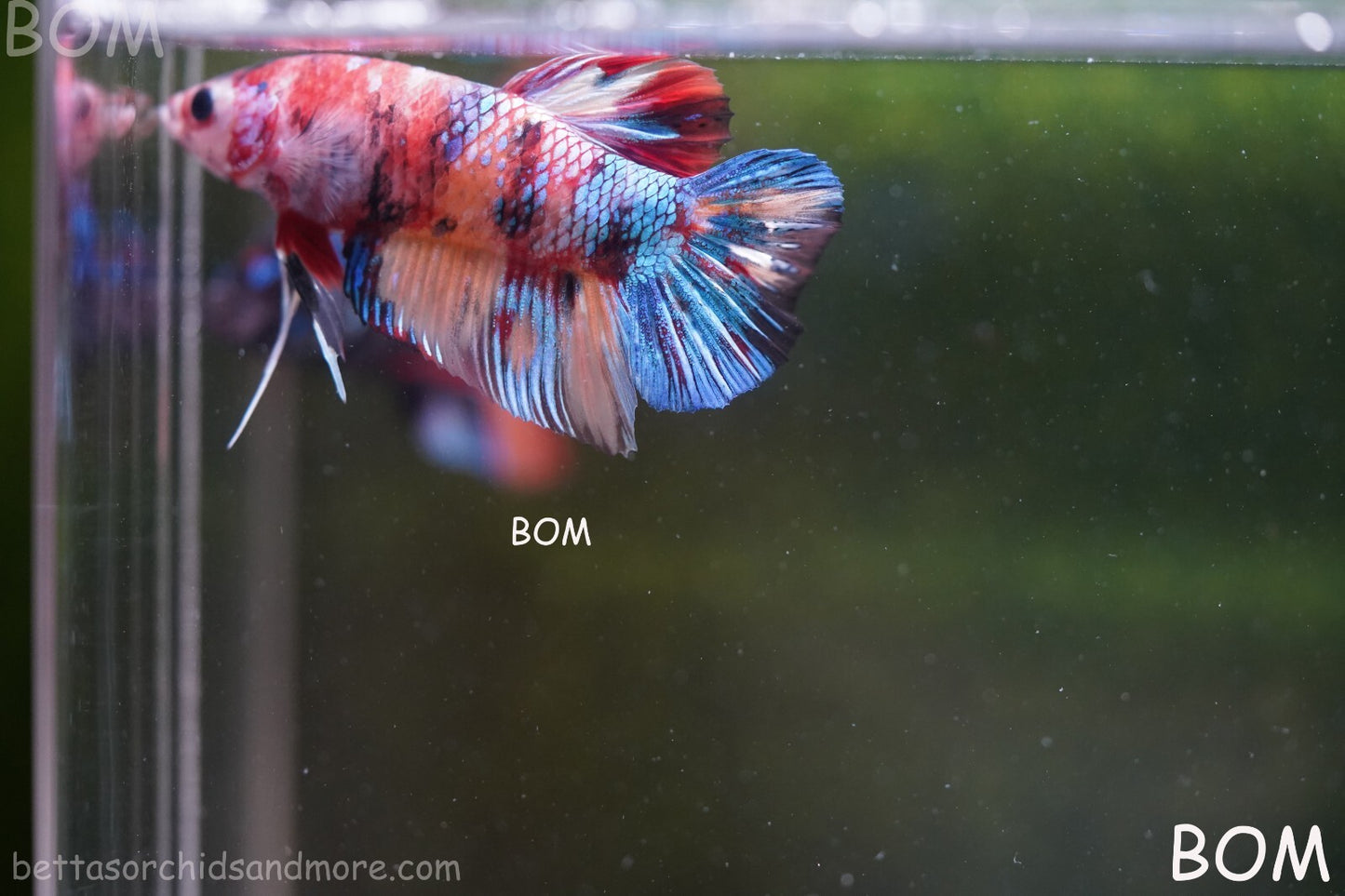 LIVE BETTTA BIG MALE MULTICOLOUR HMPK | BOM-A144