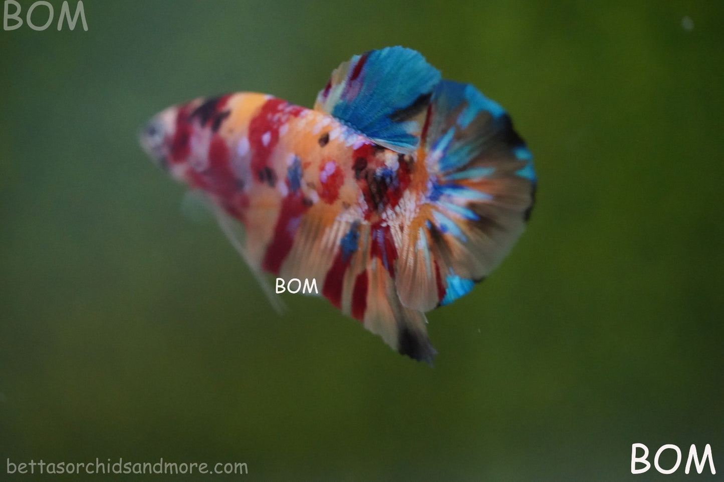 LIVE BETTTA MALE METALLIC MULTICOLOUR HMPK BEAUTIFUL COLOURS | BOM-A283