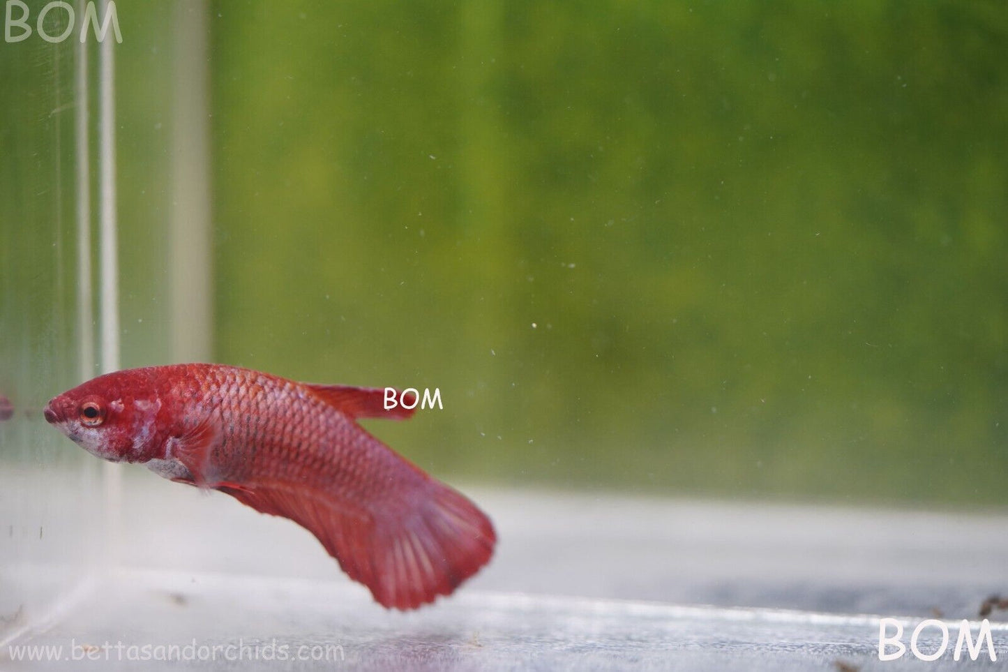 LIVE BETTA HMPK FEMALE FANCY RED | BOM975