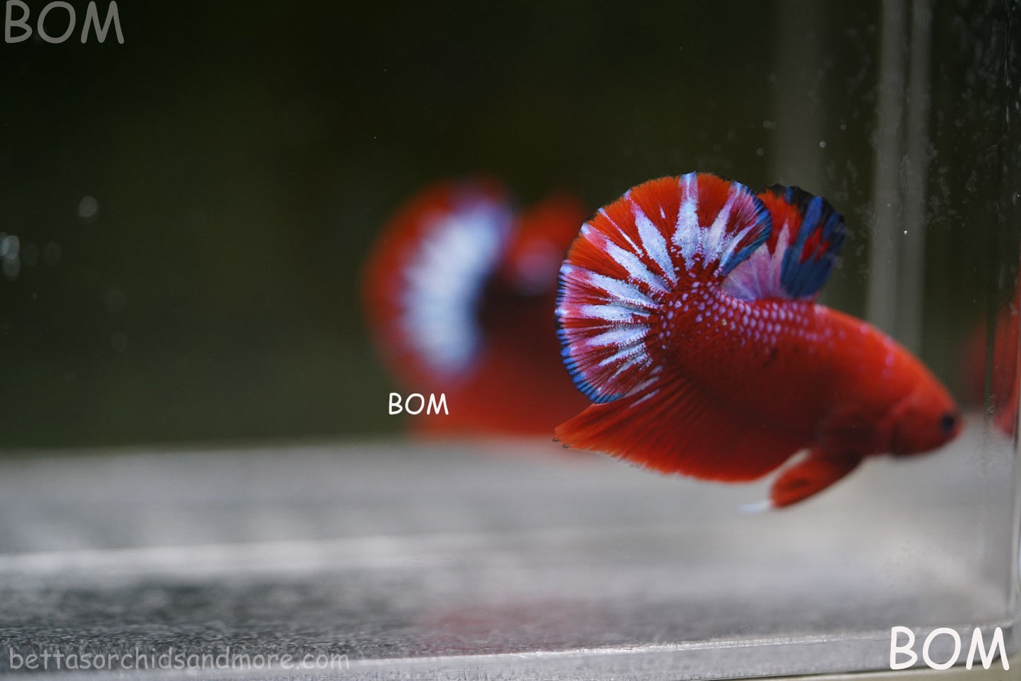 PREMIUM MALE HELLBOY HMPK BETTA Fish:Live HMPK | BOM-A270