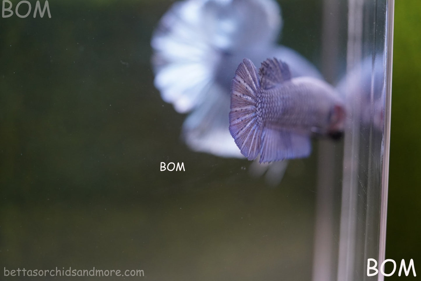 LIVE BETTA GIANT FEMALE BLUE SERIES | BOM-A308