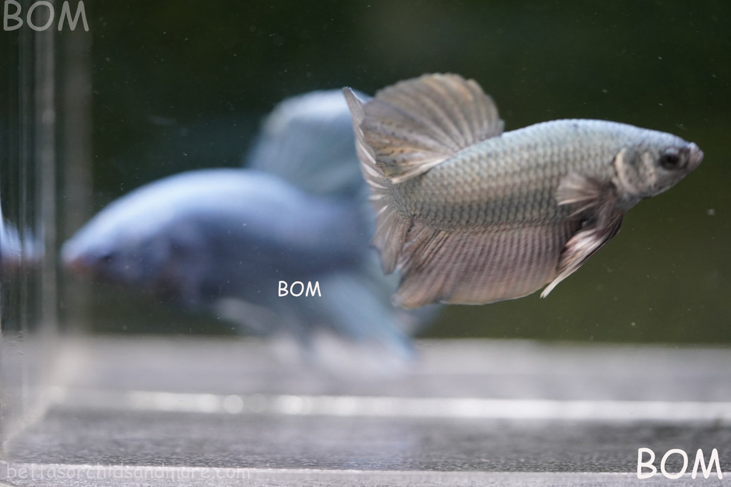 LIVE BETTA GIANT MALE COPPER 5 CM BO | BOM-A315