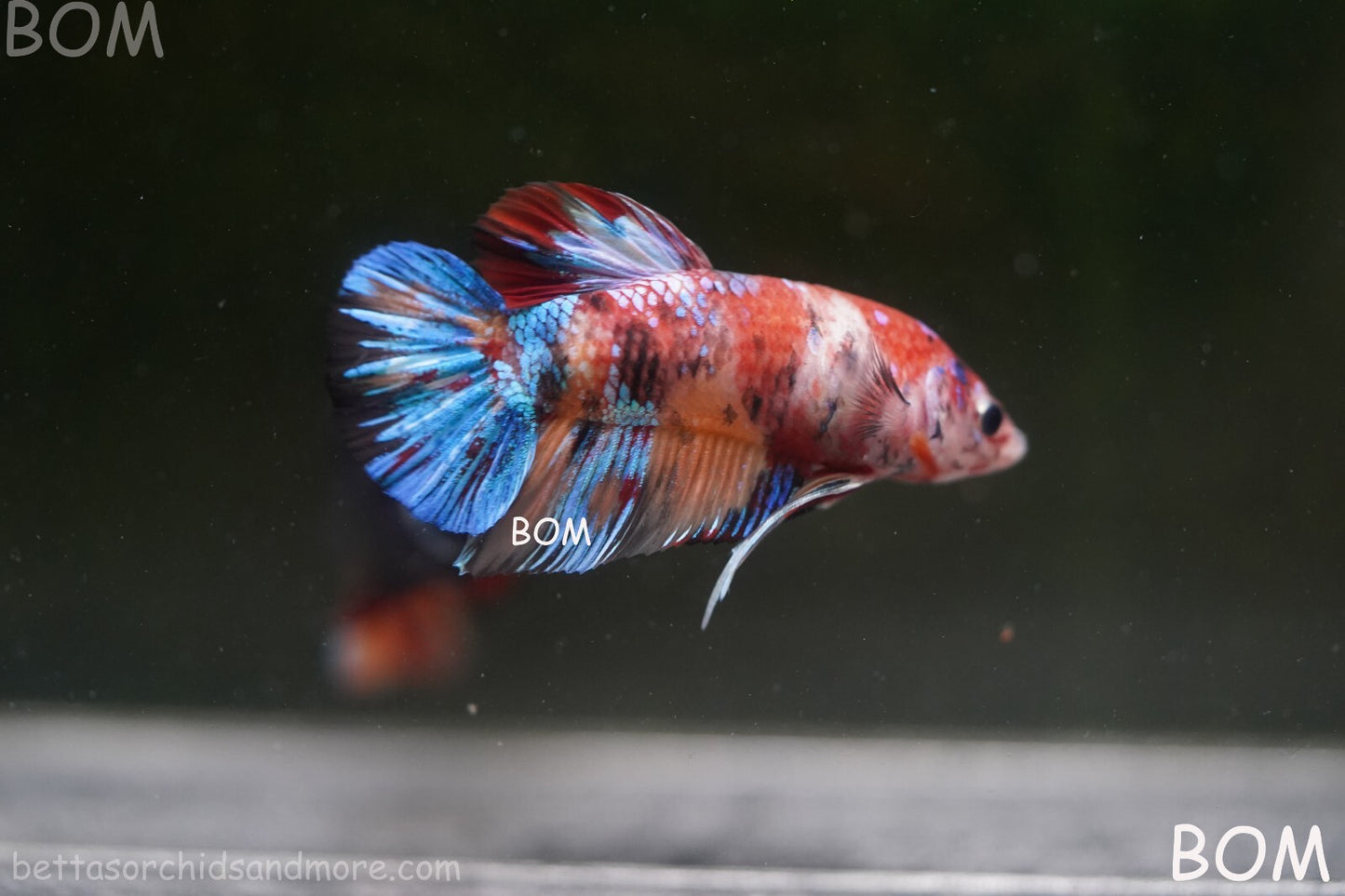 LIVE BETTTA BIG MALE MULTICOLOUR HMPK | BOM-A144