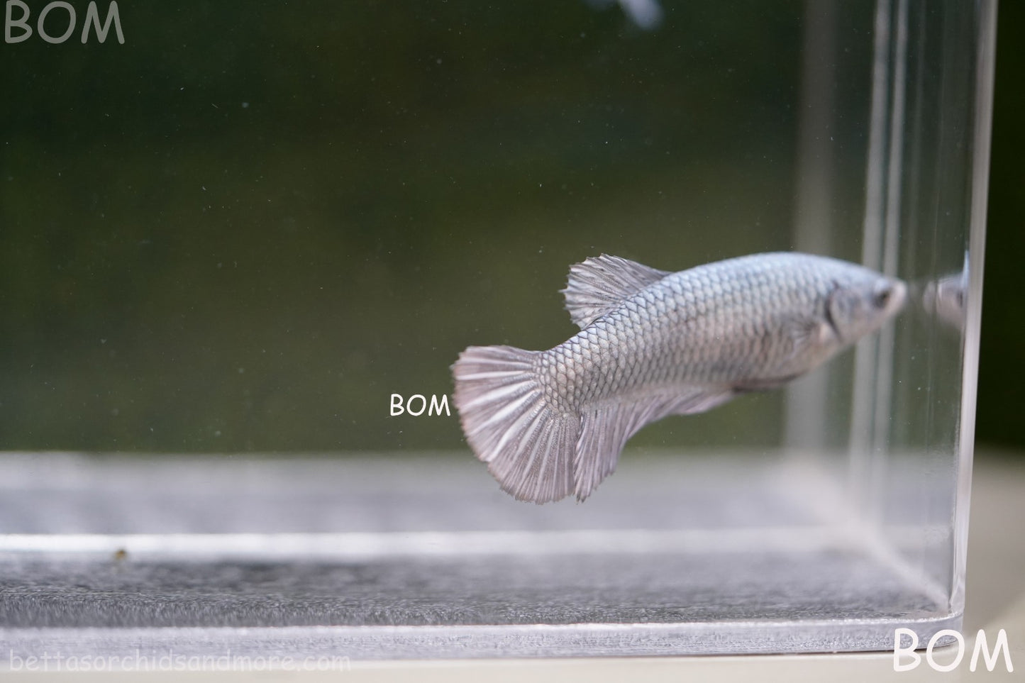 LIVE BETTA JUNIOR GIANT FEMALE COPPER | BOM-A317