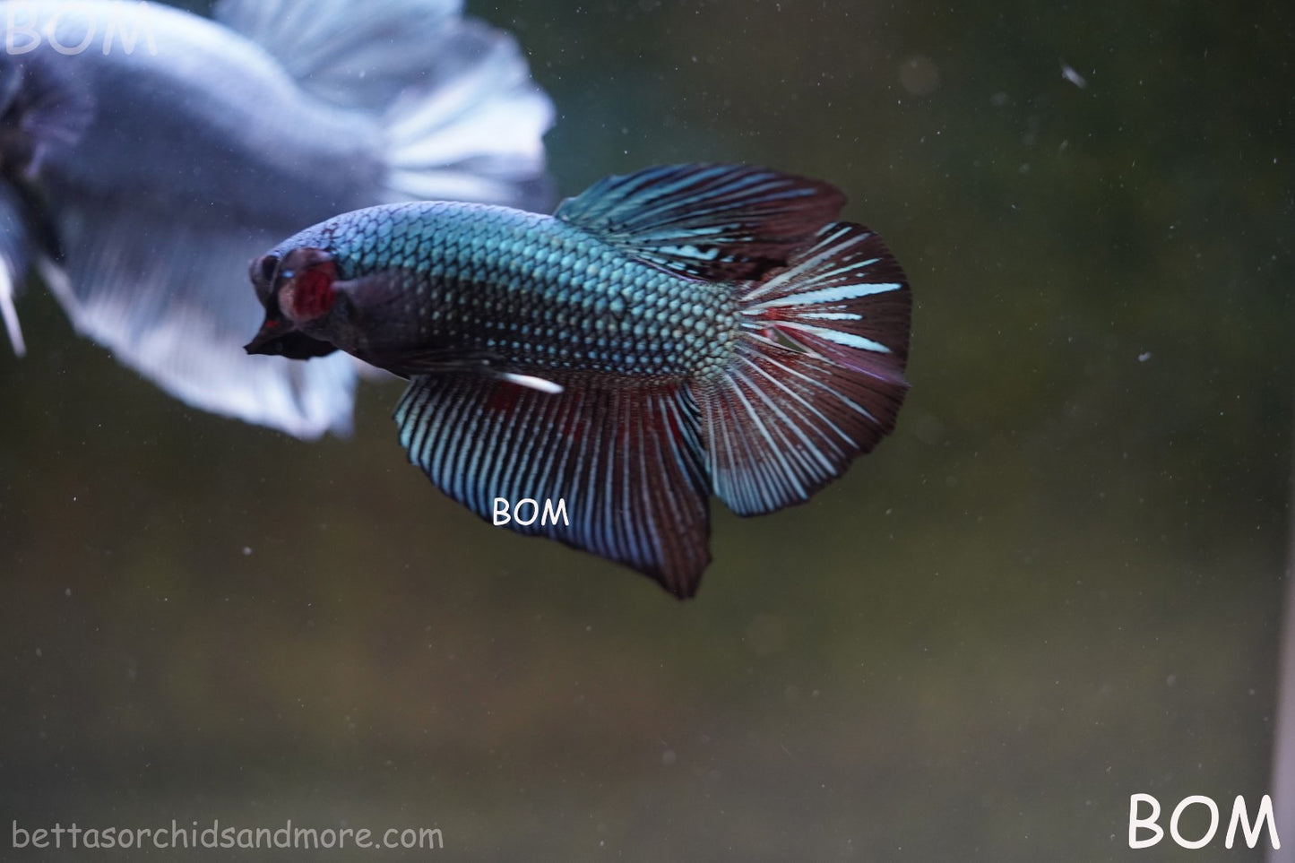 LIVE BETTA GIANT MALE BLUE SERIES 5 CM BO | BOM-A313