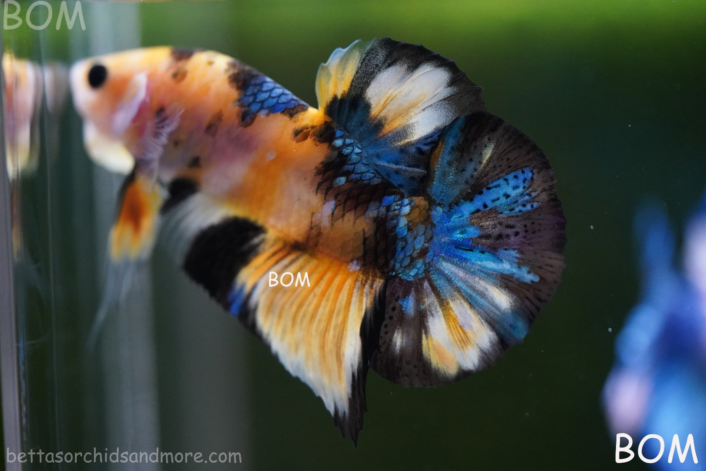 LIVE BETTTA MALE METALLIC MULTICOLOUR HMPK BEAUTIFUL COLOURS | BOM-A284
