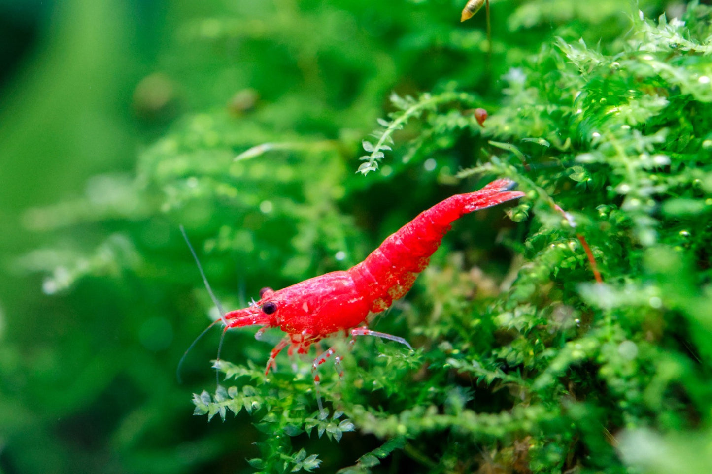 10+1 RED CHERRY SHRIMP Live Freshwater – Hardy & Peaceful – FREE Shipp