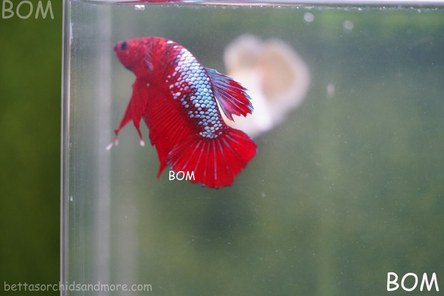 LIVE BETTA HMPK MALE FANCY RED | BOM-A177