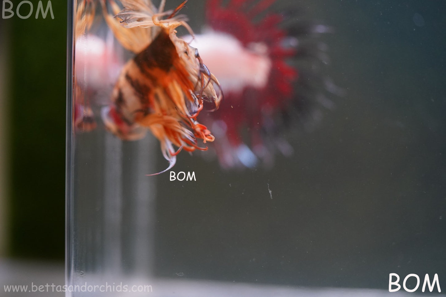 LIVE BETTA MALE CROWN JELLY YELLOW : Unique Fish | BOM-A301