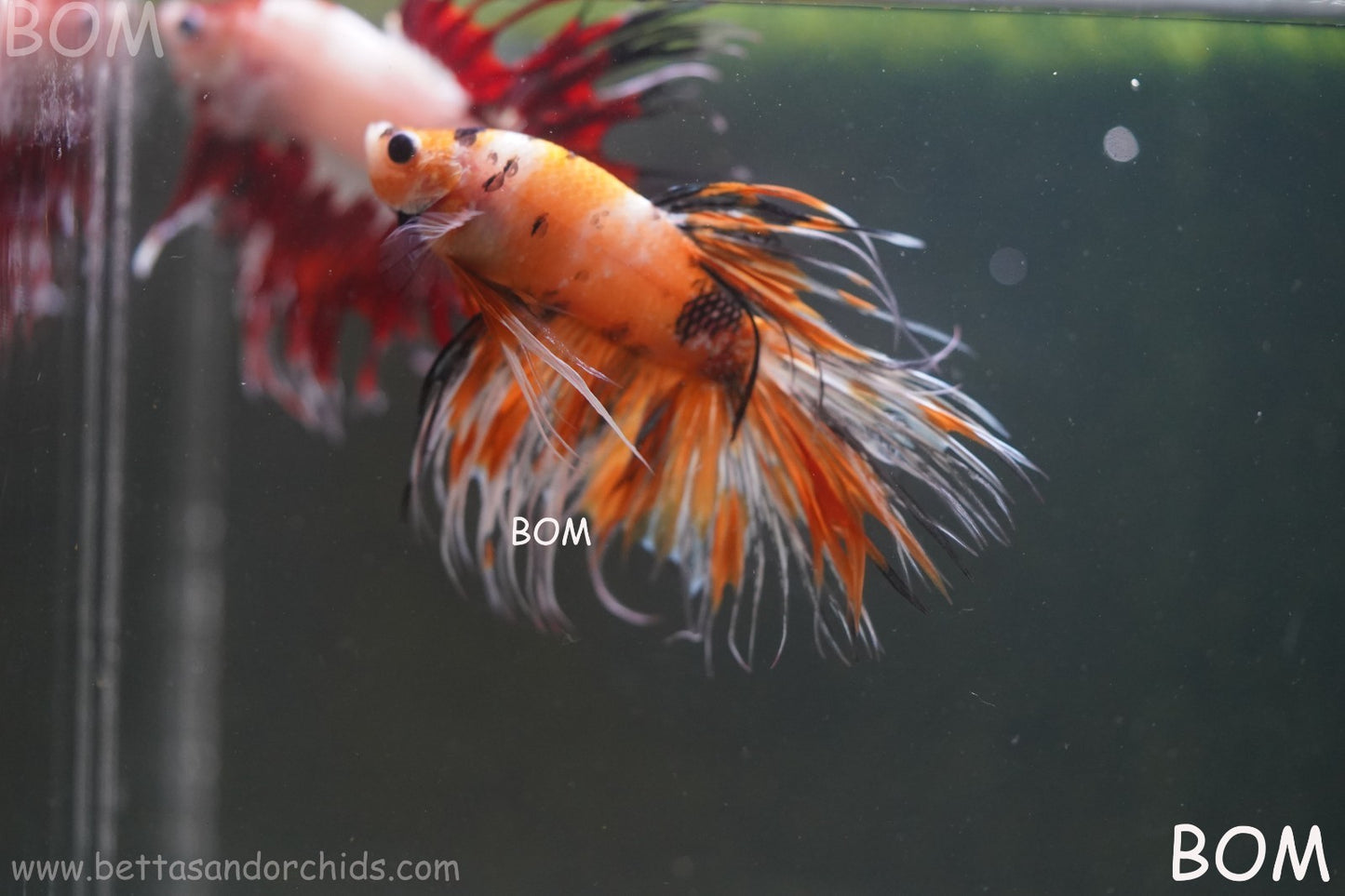 LIVE BETTA MALE CROWN LEOPARDS : Unique Fish | BOM-A296
