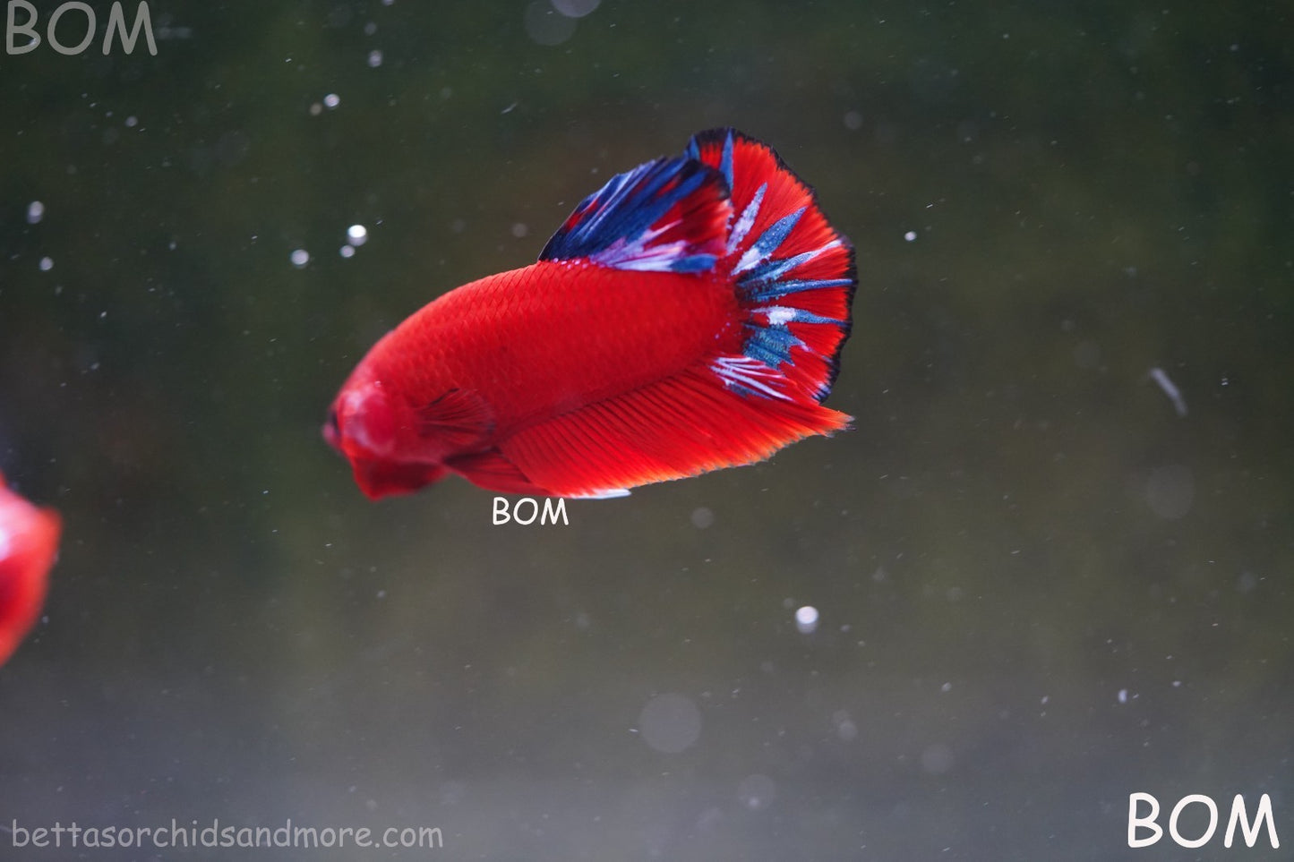PREMIUM MALE HELLBOY HMPK BETTA Fish:Live HMPK | BOM-A273
