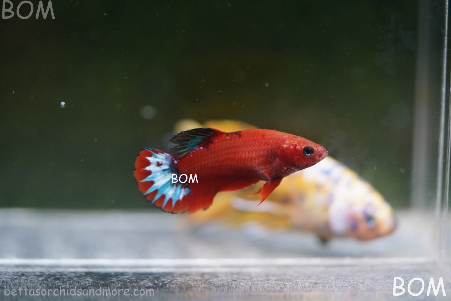 PREMIUM FEMALE HELLBOY HMPK BETTA Fish:Live HMPK | BOM-A277