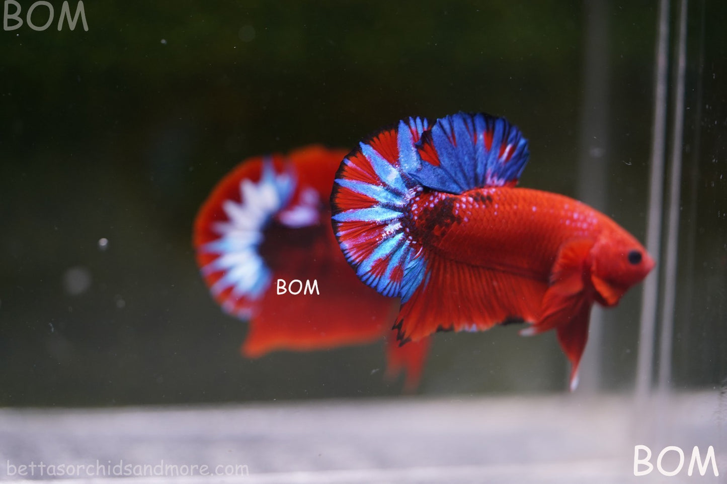 PREMIUM MALE HELLBOY HMPK BETTA Fish:Live HMPK | BOM-A271