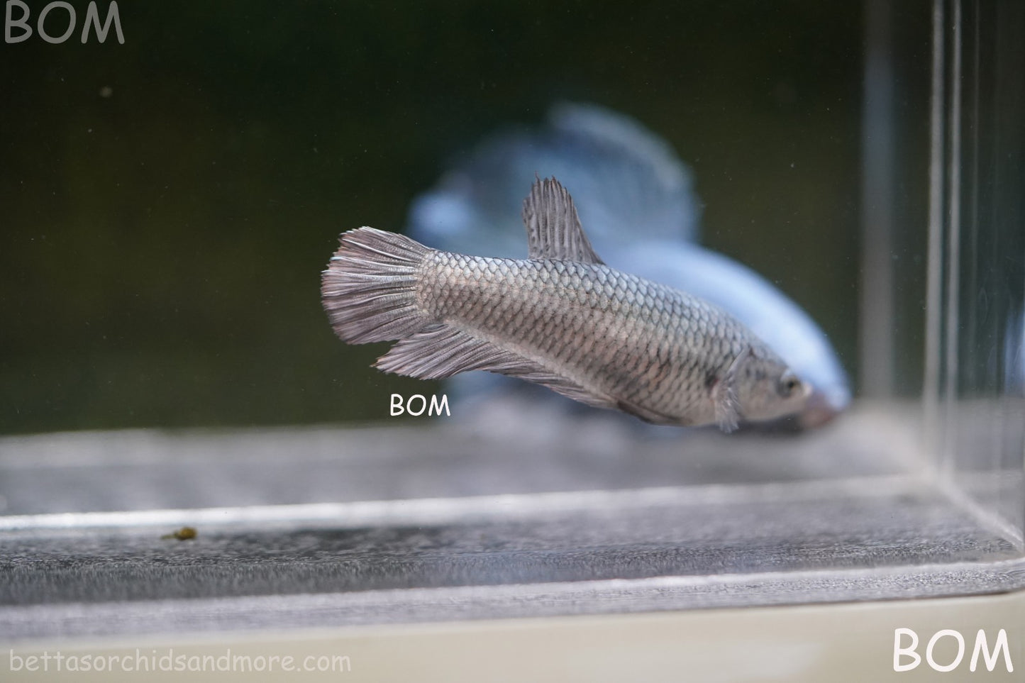 LIVE BETTA JUNIOR GIANT FEMALE COPPER | BOM-A317