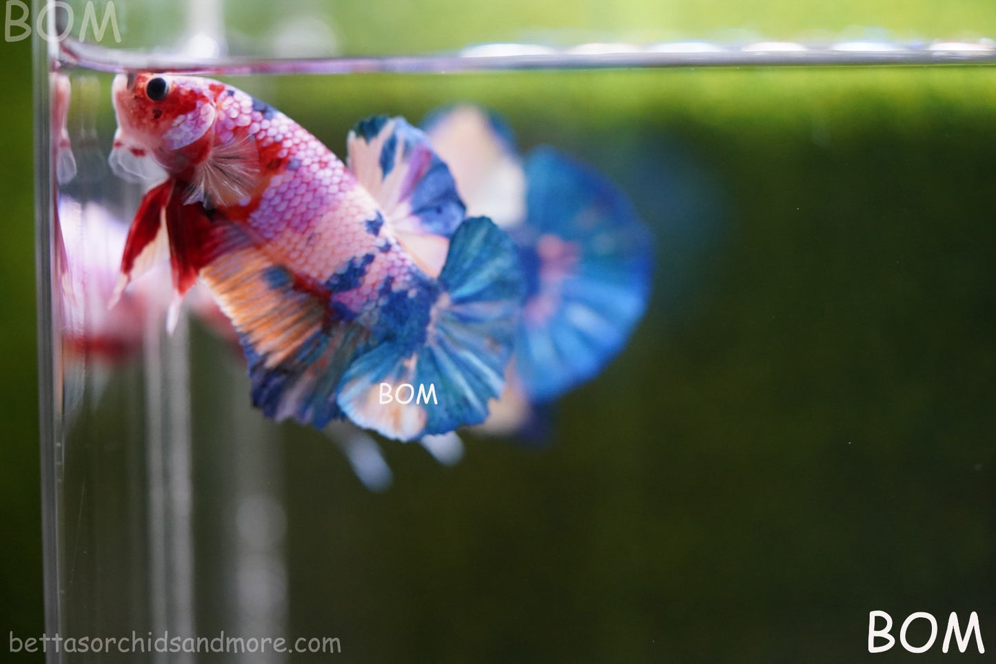 LIVE BETTTA MALE METALLIC MULTICOLOUR HMPK BEAUTIFUL COLOURS | BOM-A280