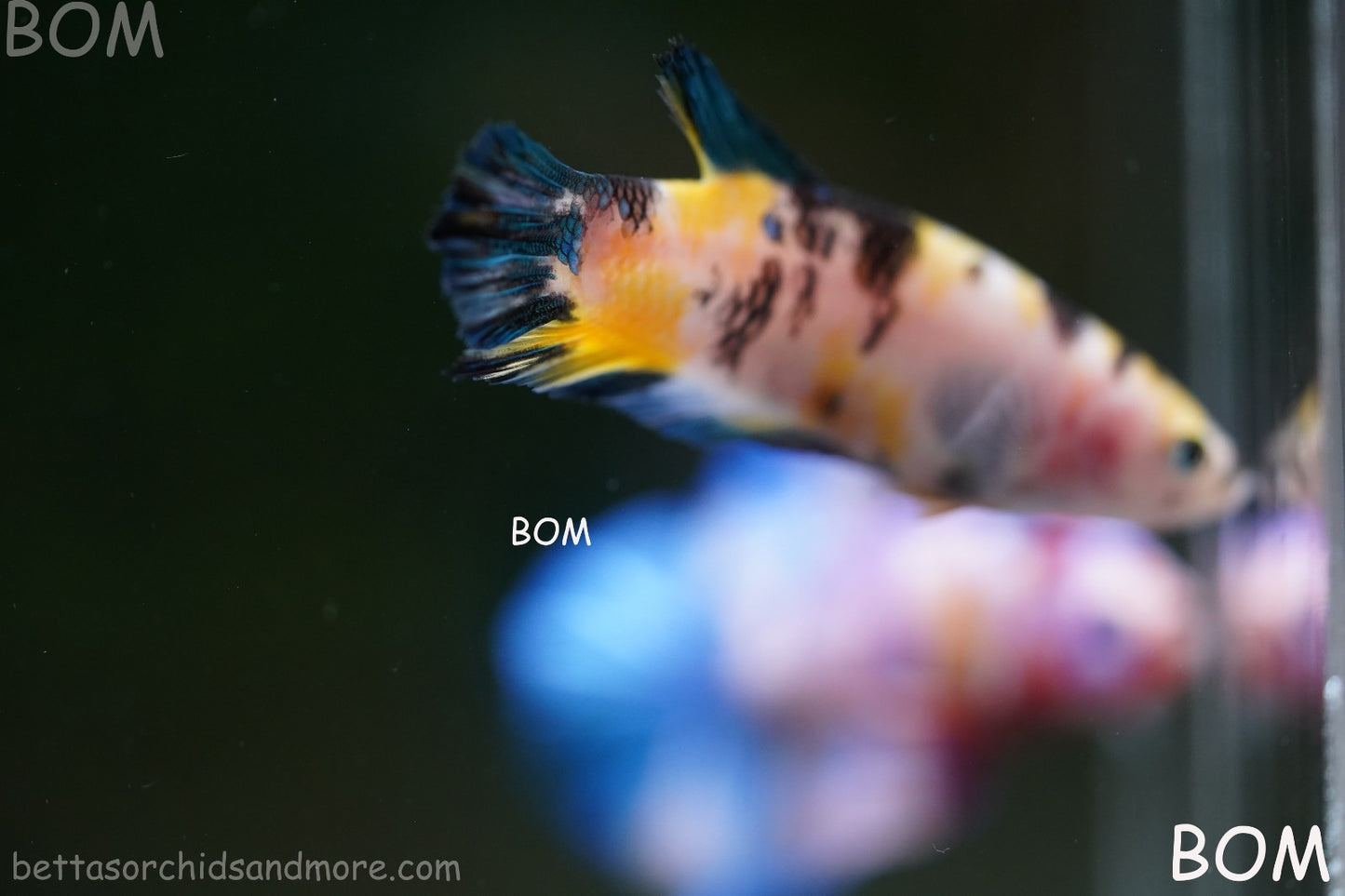 LIVE BETTTA FEMALE METALLIC MULTICOLOUR HMPK BEAUTIFUL COLOURS | BOM-A285