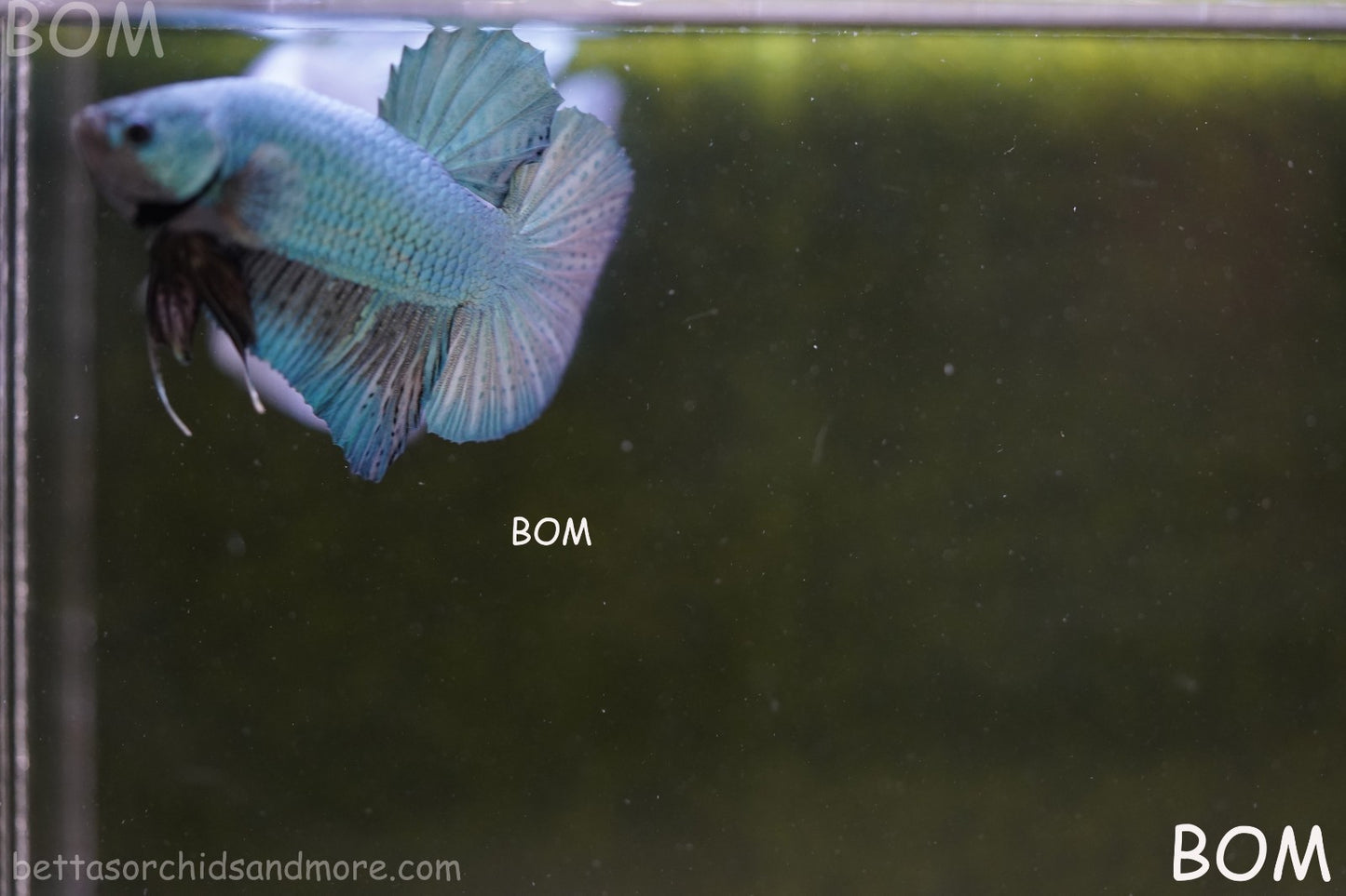 LIVE BETTA GIANT MALE BLUE SERIES 5 CM BO | BOM-A312