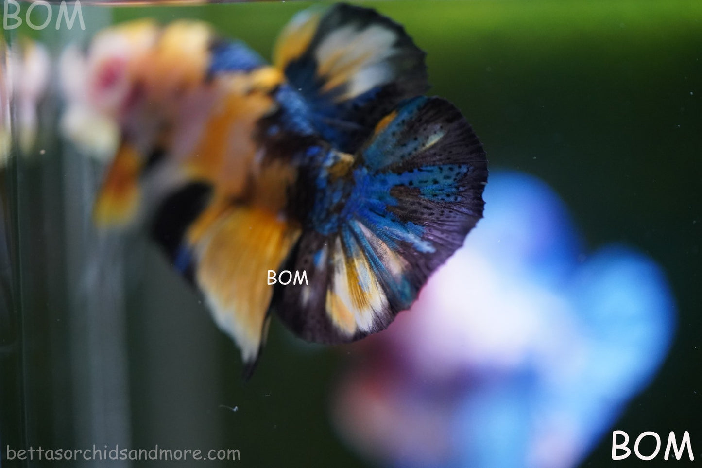 LIVE BETTTA MALE METALLIC MULTICOLOUR HMPK BEAUTIFUL COLOURS | BOM-A284