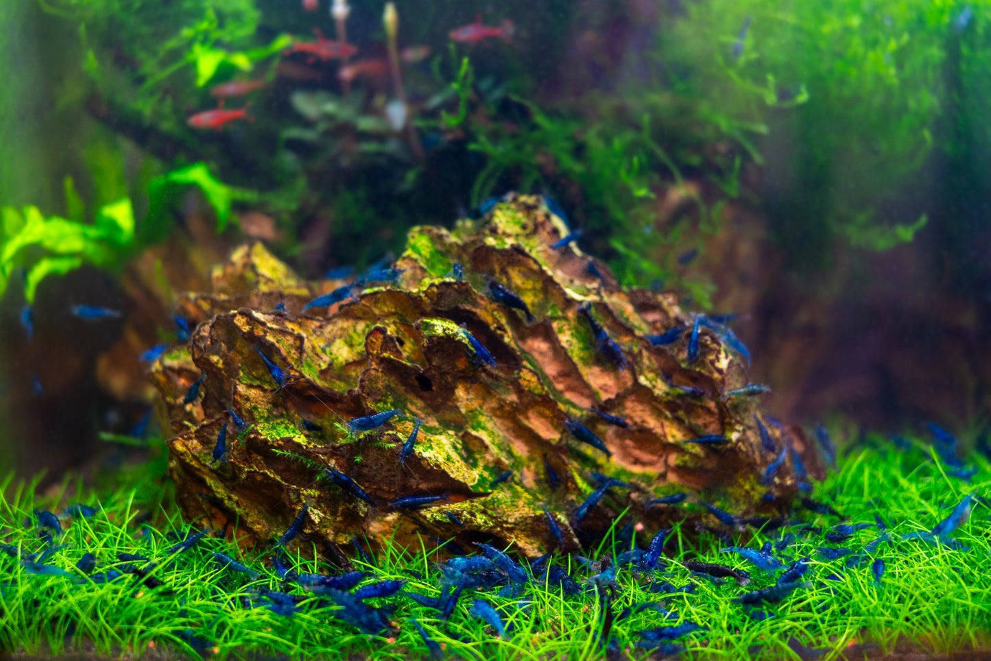 10+1 BLUE SOLID SHRIMP Live Freshwater – Hardy & Peaceful – FREE Shipp