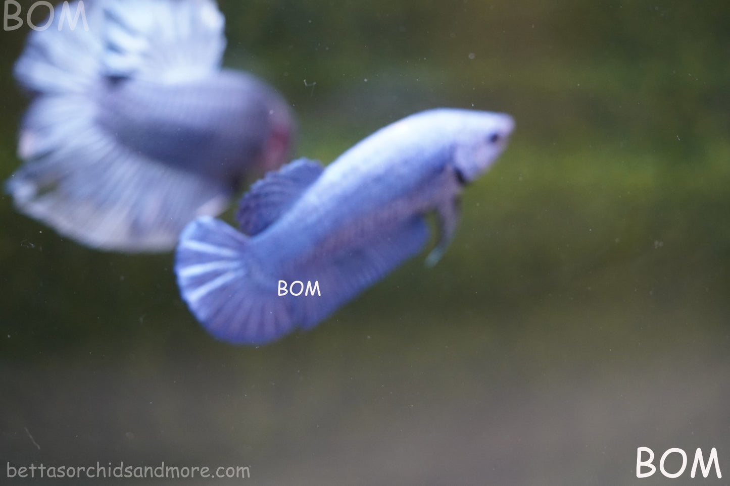 LIVE BETTA GIANT FEMALE BLUE SERIES | BOM-A308