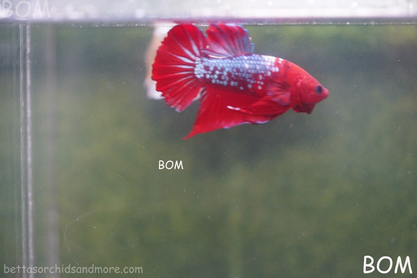 LIVE BETTA HMPK MALE FANCY RED | BOM-A177