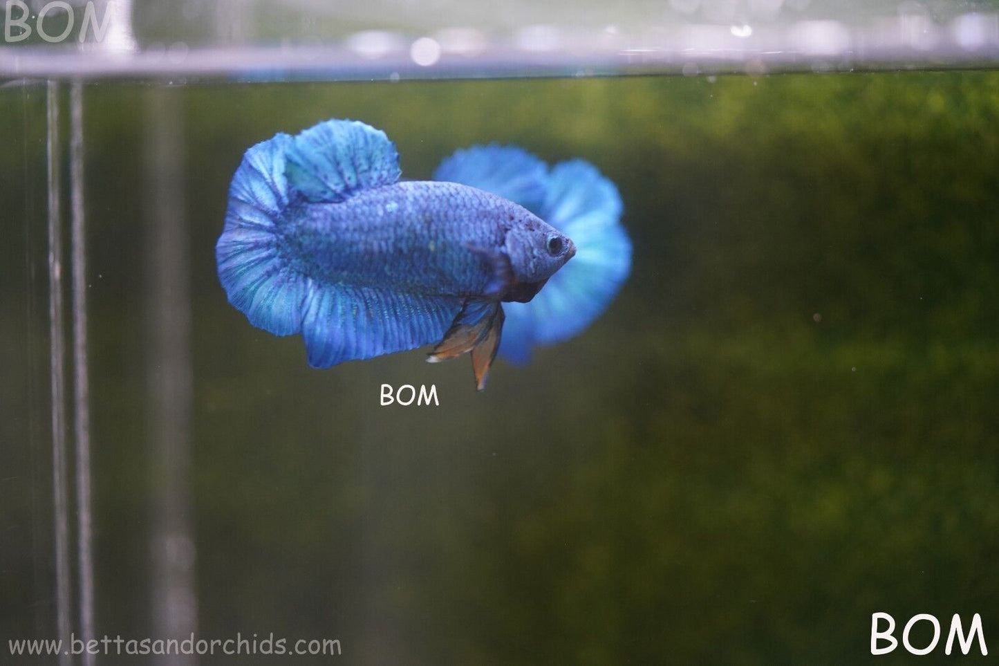 MALE GREEN ARMOUR SERIES Plakat Betta Fish: Live HMPK YELLOW TIE BOM-A65