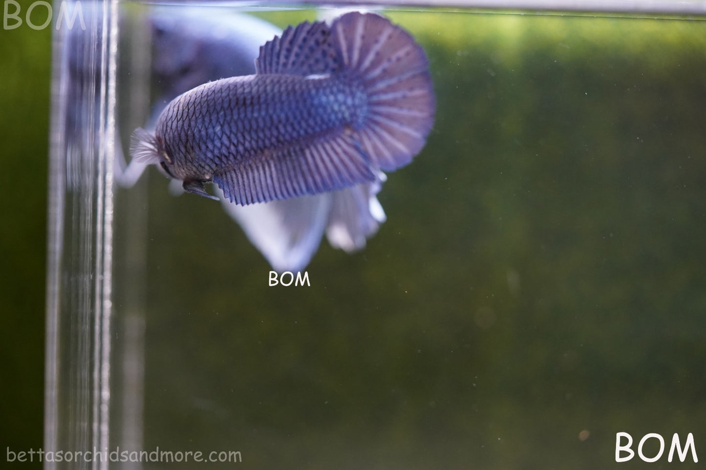 LIVE BETTA GIANT FEMALE BLUE SERIES | BOM-A308