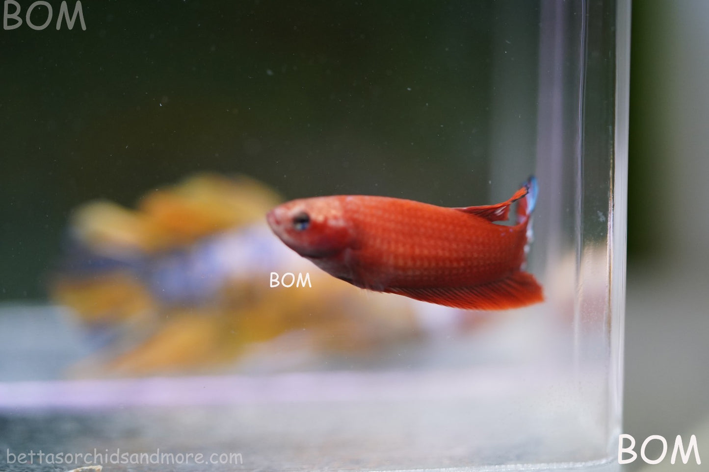 PREMIUM FEMALE HELLBOY HMPK BETTA Fish:Live HMPK | BOM-A276